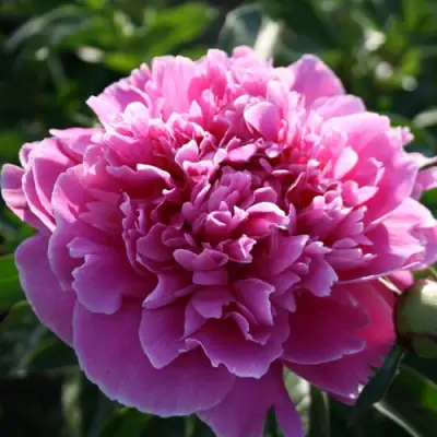 Пион ГОЛУБАЯ ХРИЗАНТЕМА травянистый в Рогачеве