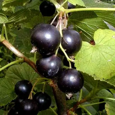 Смородина чёрная БИНАР в Рогачеве