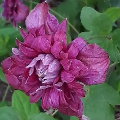 Клематис ПУРПУРЕА ПЛЕНА ЭЛЕГАНС в Рогачеве