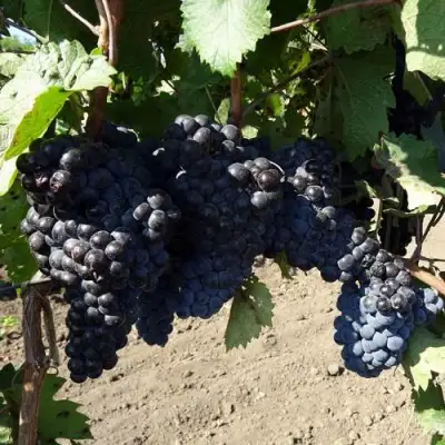 Виноград ДЕНИСОВСКИЙ в Рогачеве