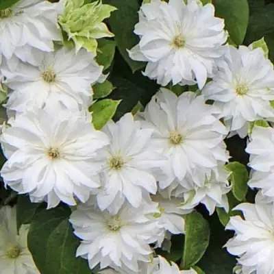 Клематис МАРИЯ СКЛОДОВСКАЯ-КЮРИ в Рогачеве