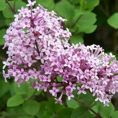 Сирень ПАЛИБИН  в Рогачеве