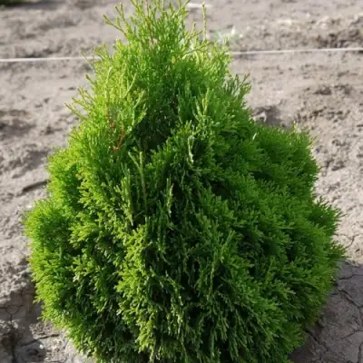 Туя МИКИ западная в Рогачеве