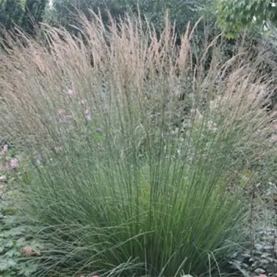 Молиния ХАЙДЕБРАУТ голубая в Рогачеве