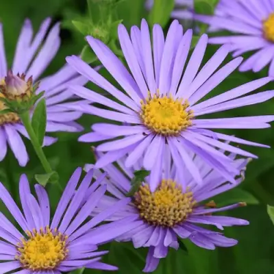 Астра ЛЕДИ ИН БЛЮ в Рогачеве