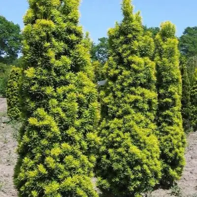 Тис ДАВИД ягодный в Рогачеве