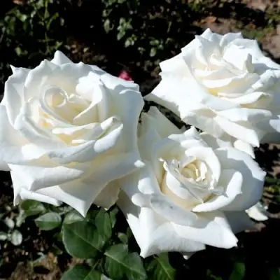 Роза БОИНГ чайно-гибридная в Рогачеве