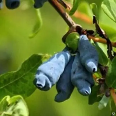 Жимолость съедобная ПУШКИНСКАЯ в Рогачеве