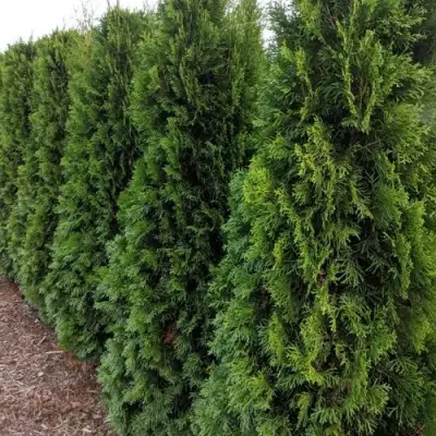 Туя ПИРАМИДАЛИС КОМПАКТА западная в Рогачеве