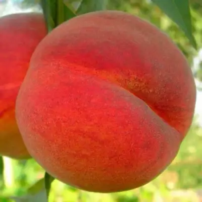 Персик МАЙСКИЙ ЦВЕТОК в Рогачеве