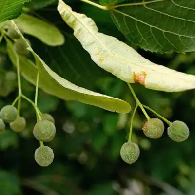 Липа сердцевидная в Рогачеве