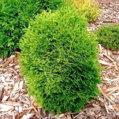 Туя ВОТЕРФИЛД западная в Рогачеве