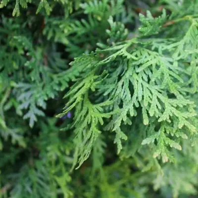 Туя ПИРАМИДАЛИС КОМПАКТА западная в Рогачеве