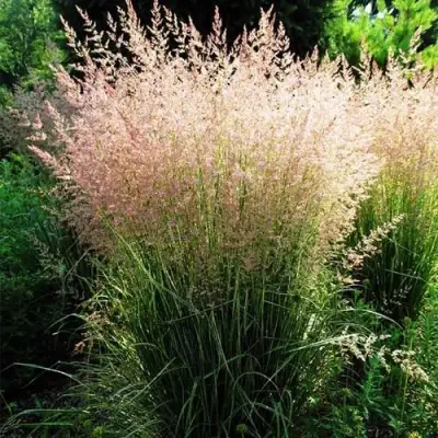 Молиния ФОНТЕЙН тростниковая в Рогачеве
