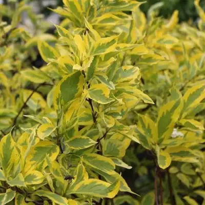 Дерен ШПЕТА белый в Рогачеве