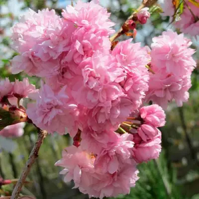 Сакура КИКУ ШИДАРЕ в Рогачеве