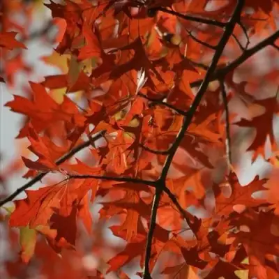 Дуб болотный в Рогачеве