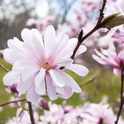 Магнолия РОЗЕЯ в Рогачеве