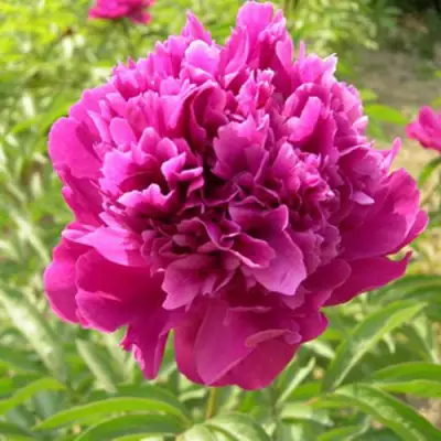 Пион КИТАЙСКИЙ ШЕЛК травянистый в Рогачеве