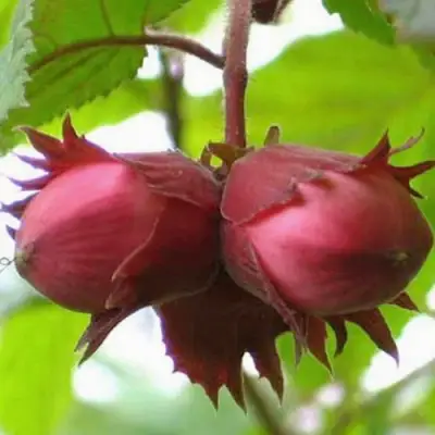 Фундук АЙВЕНГО в Рогачеве