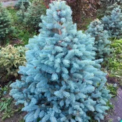 Ель СУПЕР БЛЮ СИДЛИНГ колючая в Рогачеве