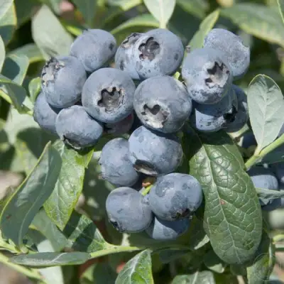 Голубика БРИГИТТА в Рогачеве