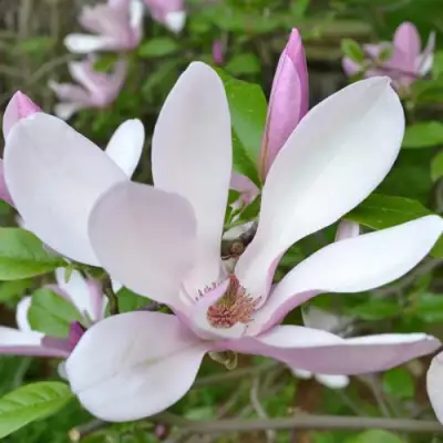 Магнолия ДЖОРДЖ ГЕНРИ КЕРН в Рогачеве