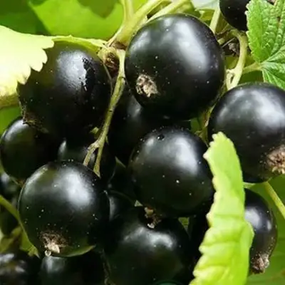 Смородина черная ЭБОНИ в Рогачеве