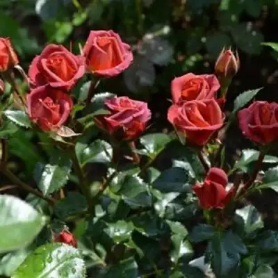 Роза ЧОКОЧИНО спрей в Рогачеве