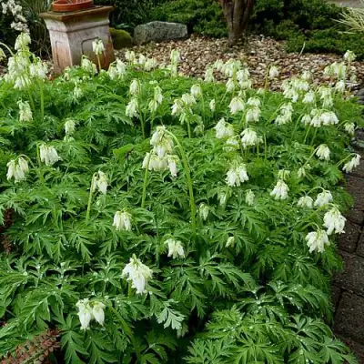 Дицентра красивая АВРОРА в Рогачеве