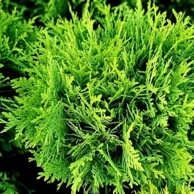 Туя ДАНИКА западная в Рогачеве