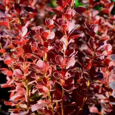 Барбарис ВУЛКАНО тунберга в Рогачеве