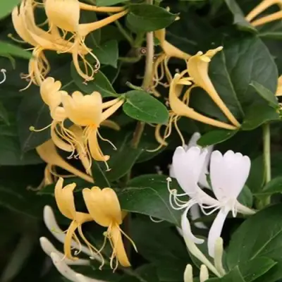 Жимолость ХАЛЛИАНА японская (Хелиана) в Рогачеве