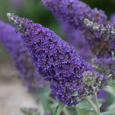 Буддлея НАНО ПЕРПЛ  в Рогачеве