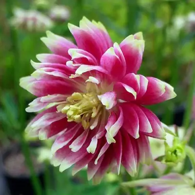 Аквилегия БАРЛОУ НОРА гибрид МакКаны в Рогачеве