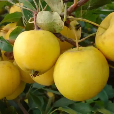 Яблоня УРАЛЬСКОЕ НАЛИВНОЕ в Рогачеве