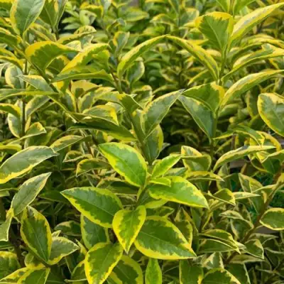 Бирючина АУРЕУМ овальнолистная в Рогачеве