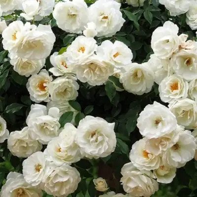 Роза АЙСБЕРГ флорибунда в Рогачеве