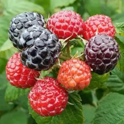 Малина БРИСТОЛЬ в Рогачеве