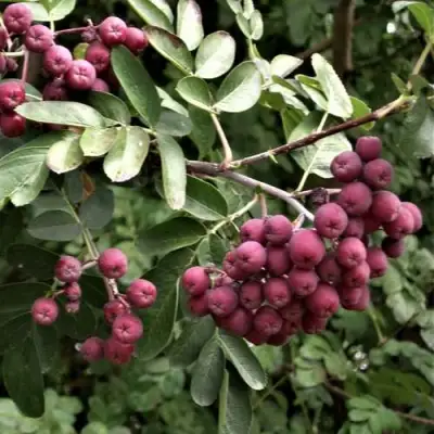 Рябина ДЕСЕРТНАЯ МИЧУРИНА сладкоплодная в Рогачеве