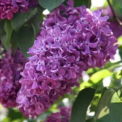 Сирень КАПИТАН ГАСТЕЛЛО в Рогачеве