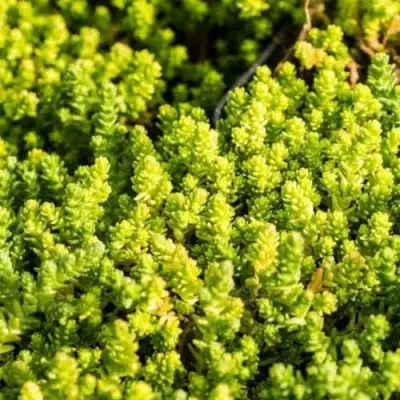 Очиток (седум) ЙЕЛЛОУ КВИН едкий в Рогачеве