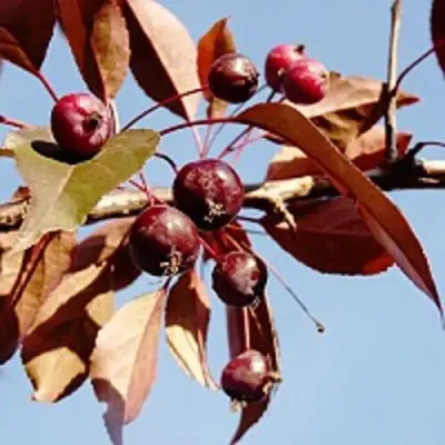 Яблоня РОЯЛТИ декоративная в Рогачеве