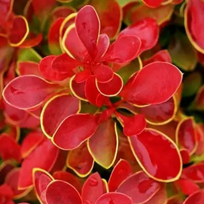 Барбарис КОРАЛ тунберга в Рогачеве