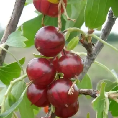 Смородина золотистая КЛЮКВЕННАЯ в Рогачеве