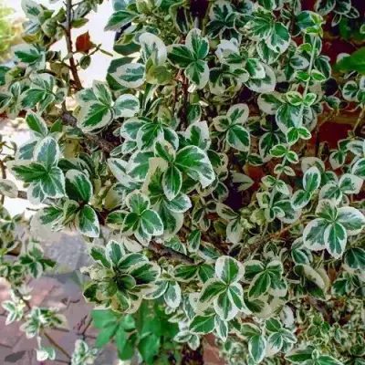 Бересклет ВАРИЕГАТУС форчуна в Рогачеве