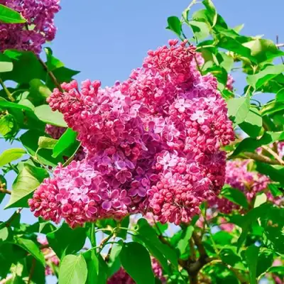 Сирень КРАСНАЯ МОСКВА в Рогачеве