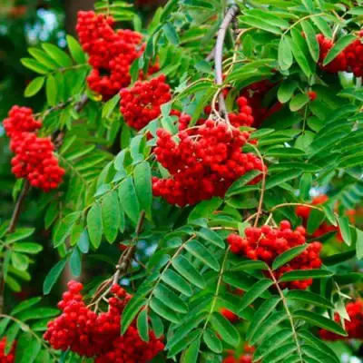 Рябина ПЛАКУЧАЯ сладкоплодная в Рогачеве