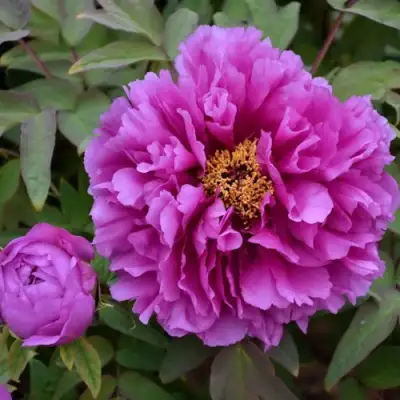 Пион ЛИЛОВАЯ ФАНТАЗИЯ древовидный в Рогачеве