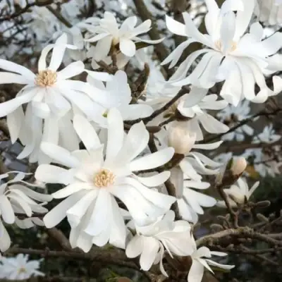 Магнолия РОЯЛ СТАР в Рогачеве